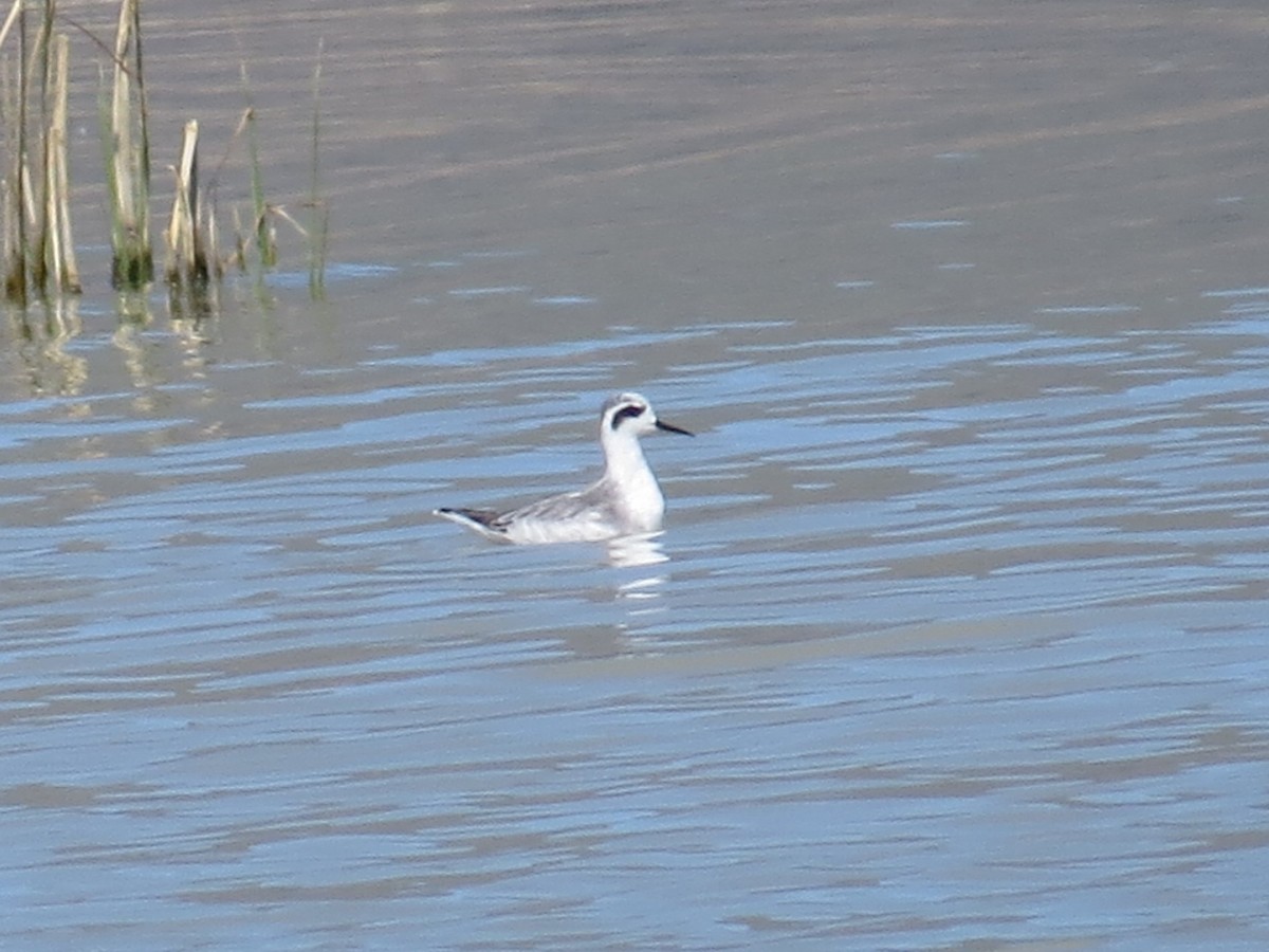 Red-necked Phalarope - ML163530511