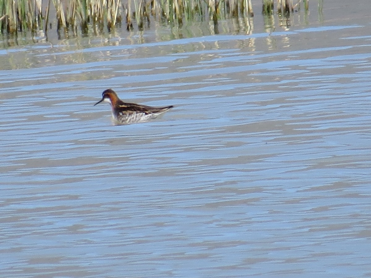 Red-necked Phalarope - ML163530521