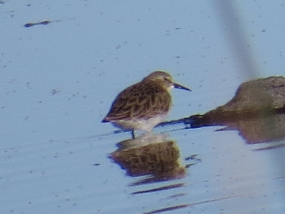 pygmésnipe - ML163532861