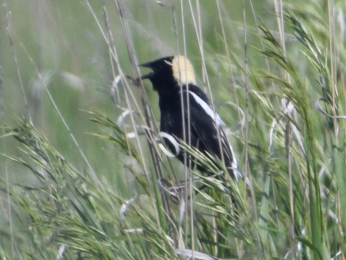 bobolink americký - ML163533921