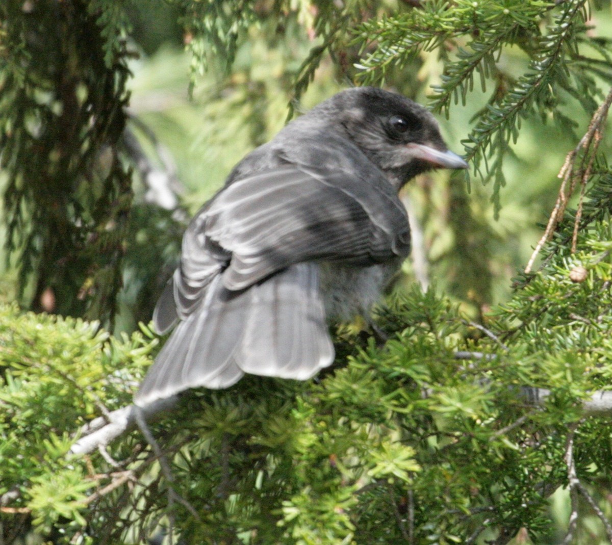 Canada Jay - ML163536991