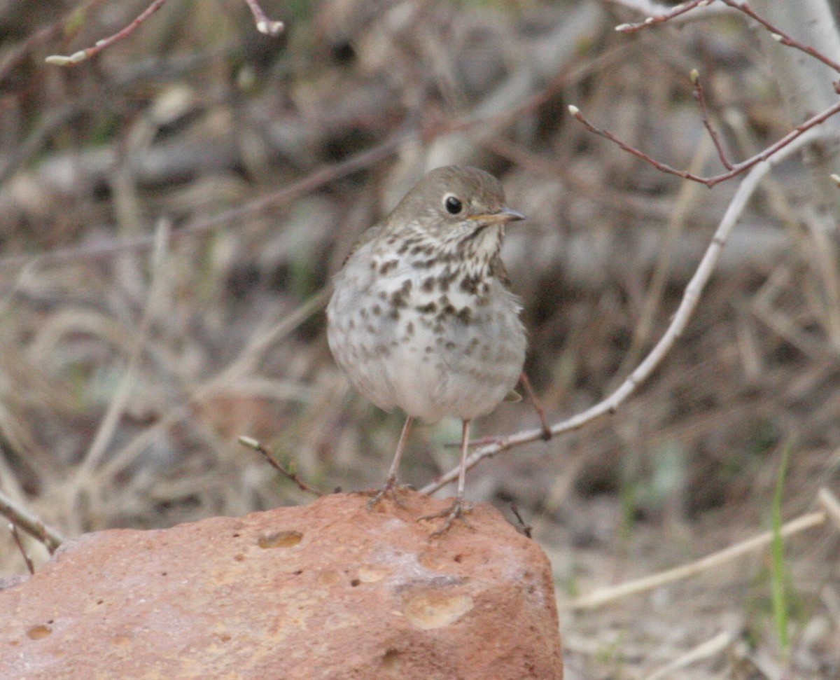 Hermit Thrush - ML163537041