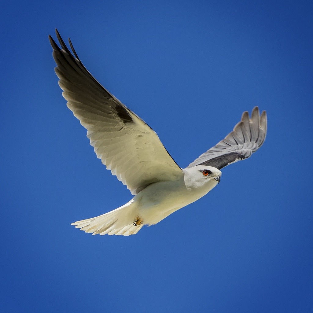 Black-shouldered Kite - ML163538391