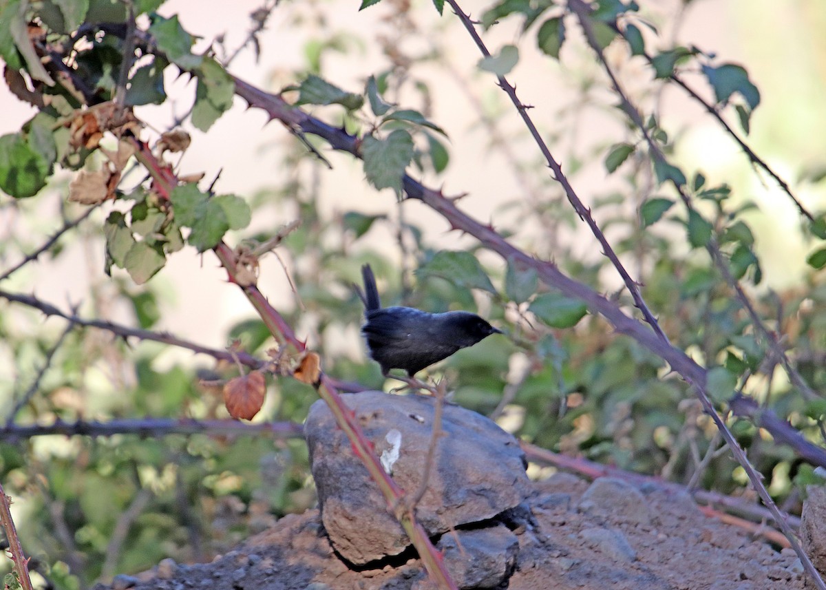 Dusky Tapaculo - ML163539331