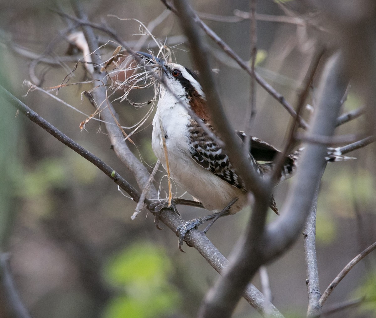 Rufous-naped Wren - ML163540601