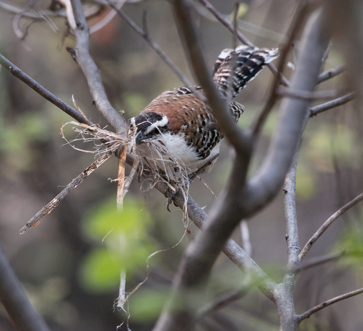 Rufous-naped Wren - ML163540621