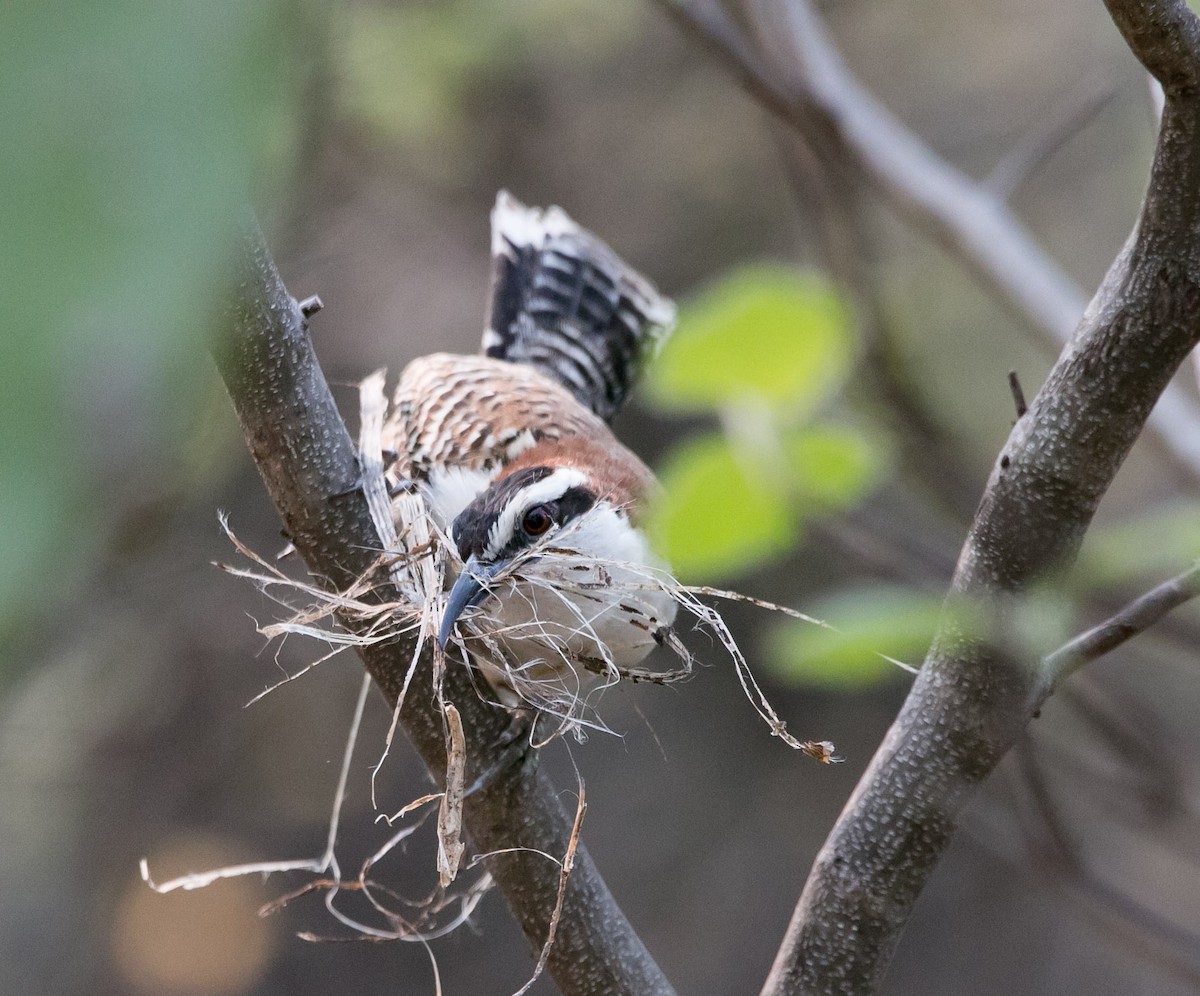 Rufous-naped Wren - ML163540631