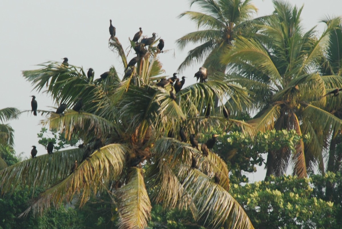 Indian Cormorant - ML163540781