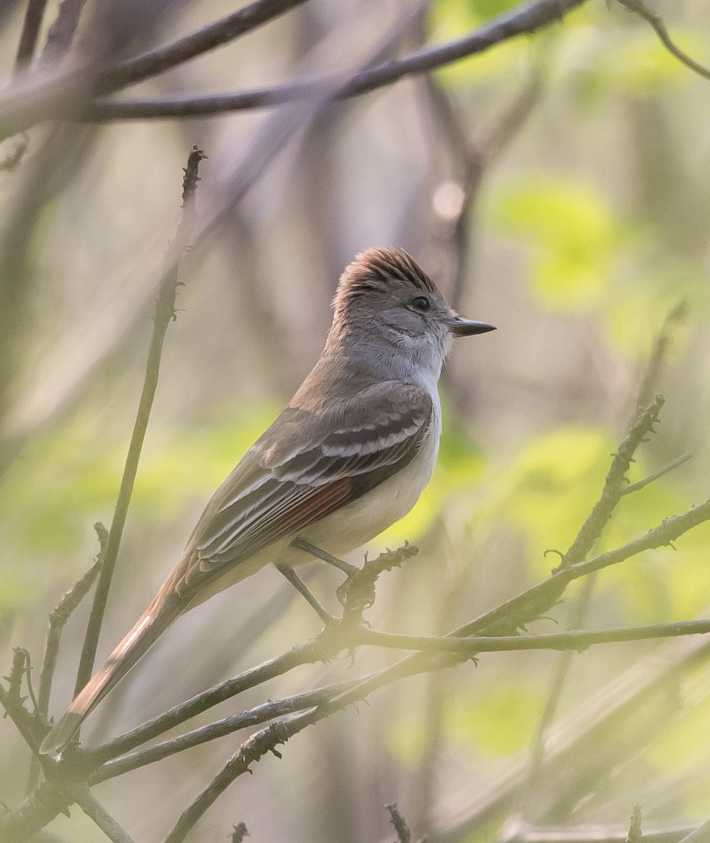 Nutting's Flycatcher - ML163540791