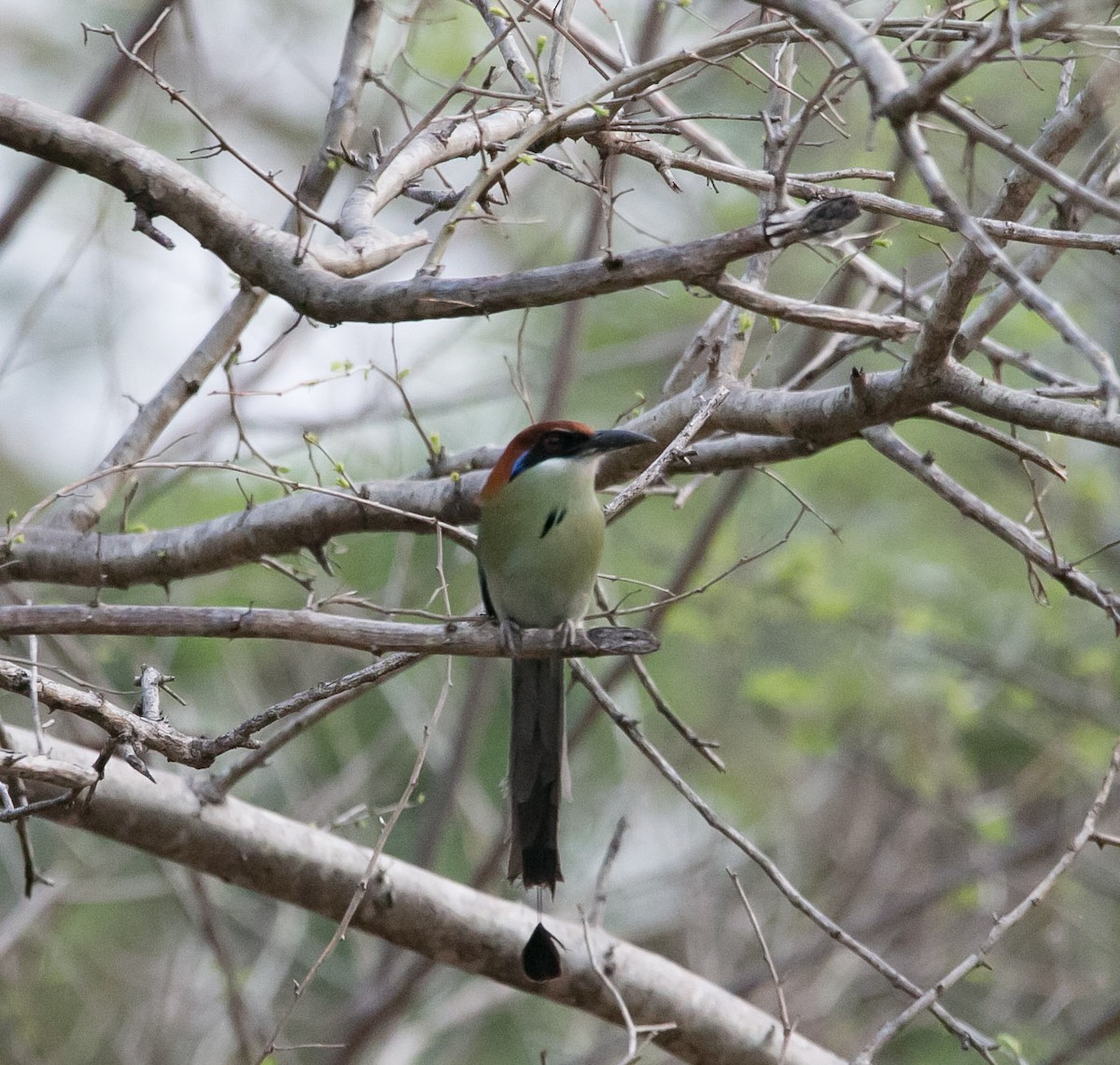 Motmot à tête rousse - ML163541191