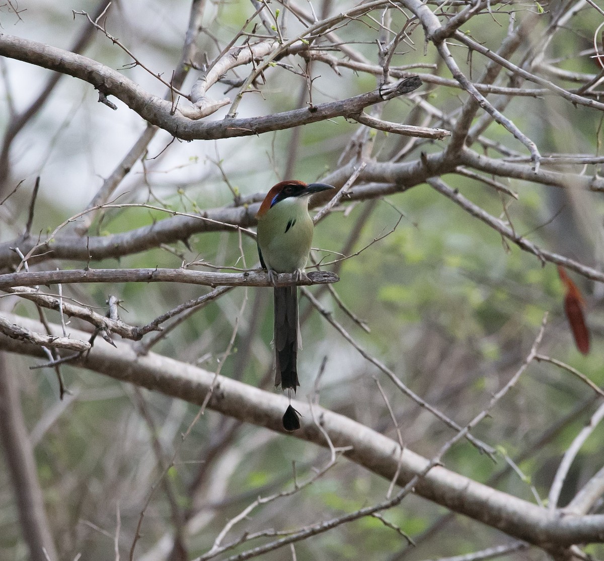 Motmot à tête rousse - ML163541201