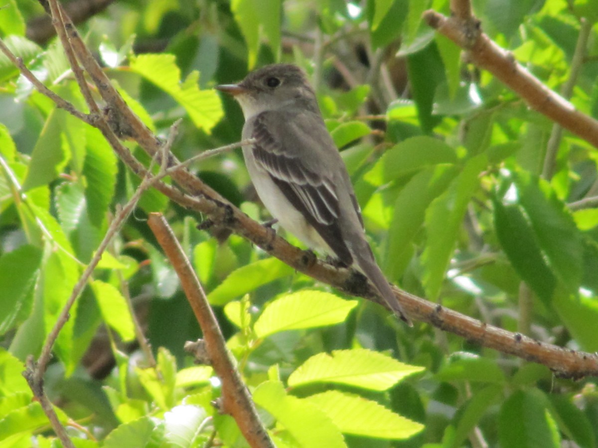 Western Wood-Pewee - ML163541941