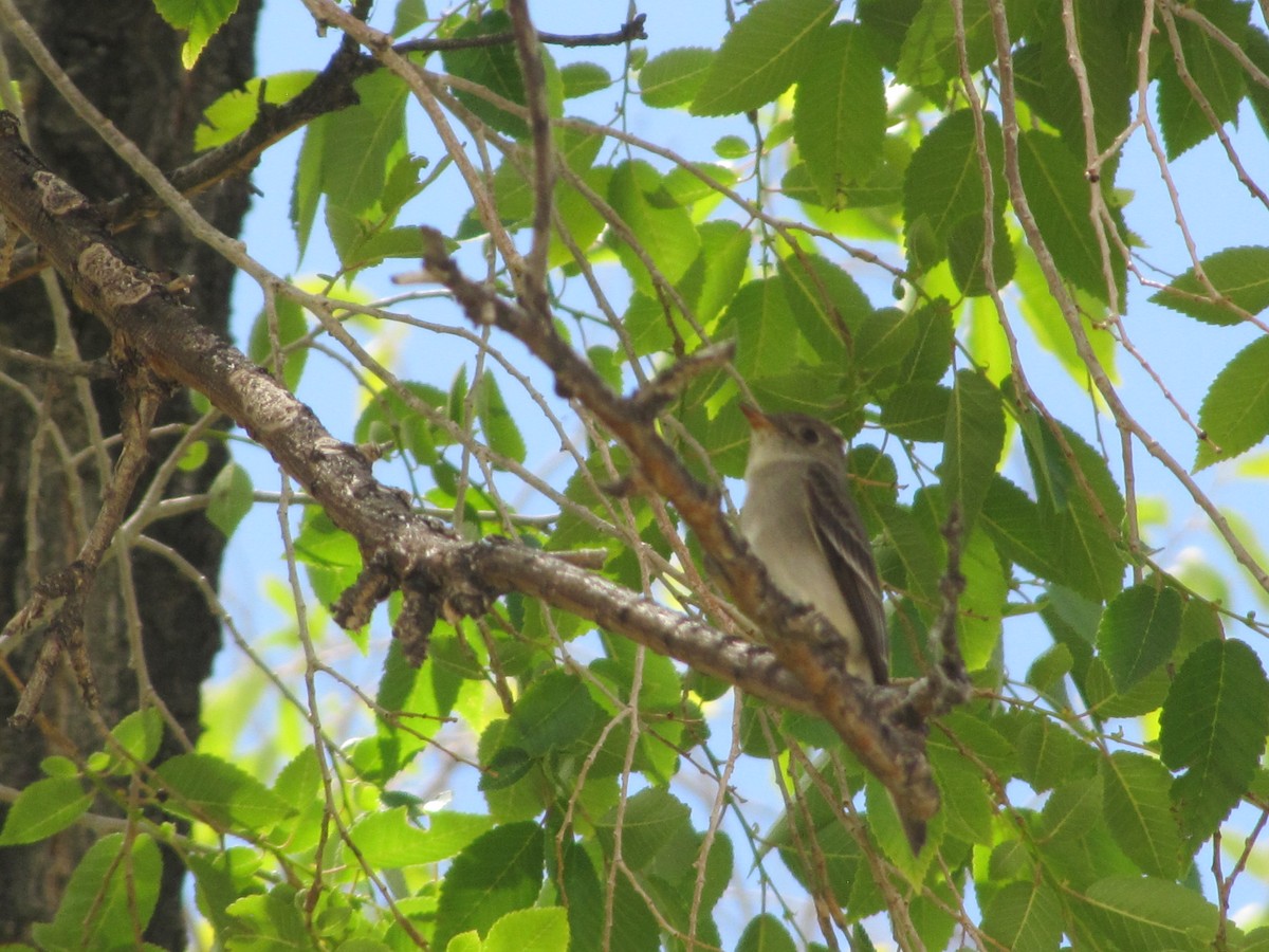 Western Wood-Pewee - ML163541951