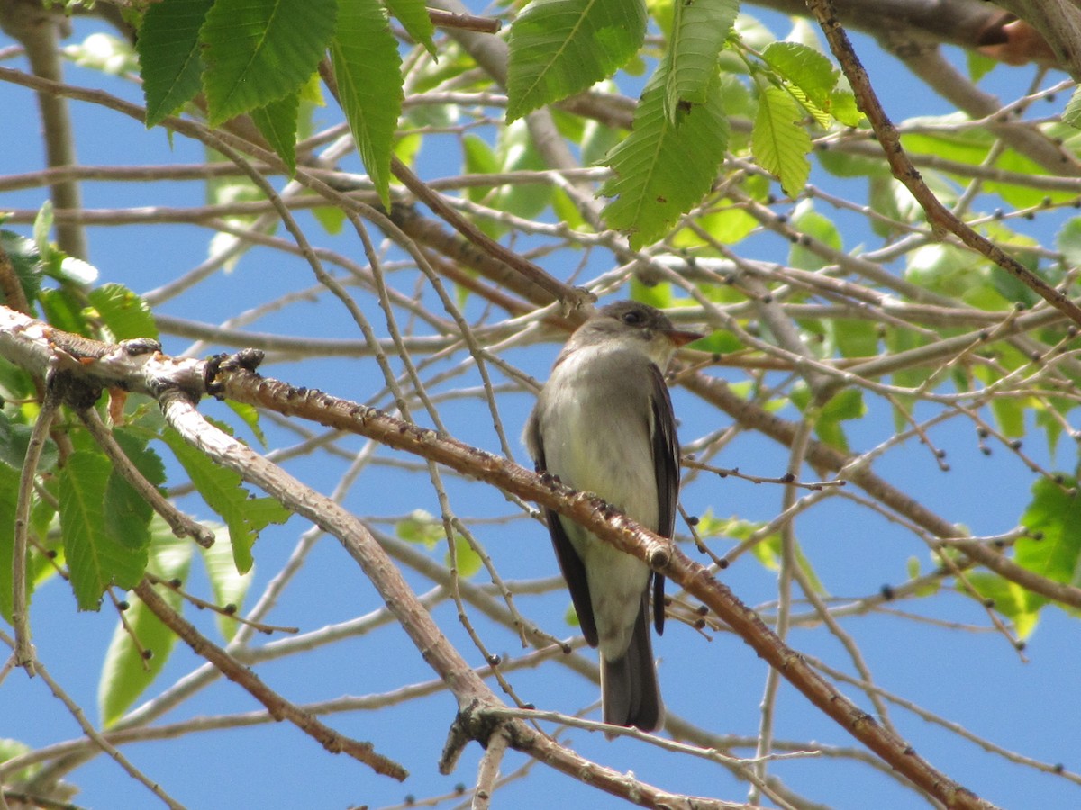 Western Wood-Pewee - ML163541961