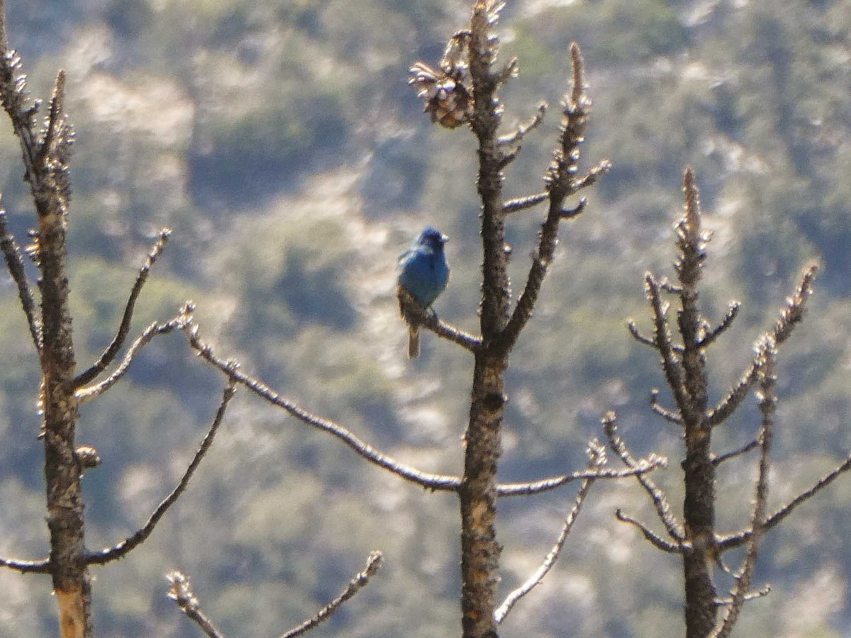 Indigo Bunting - ML163542291