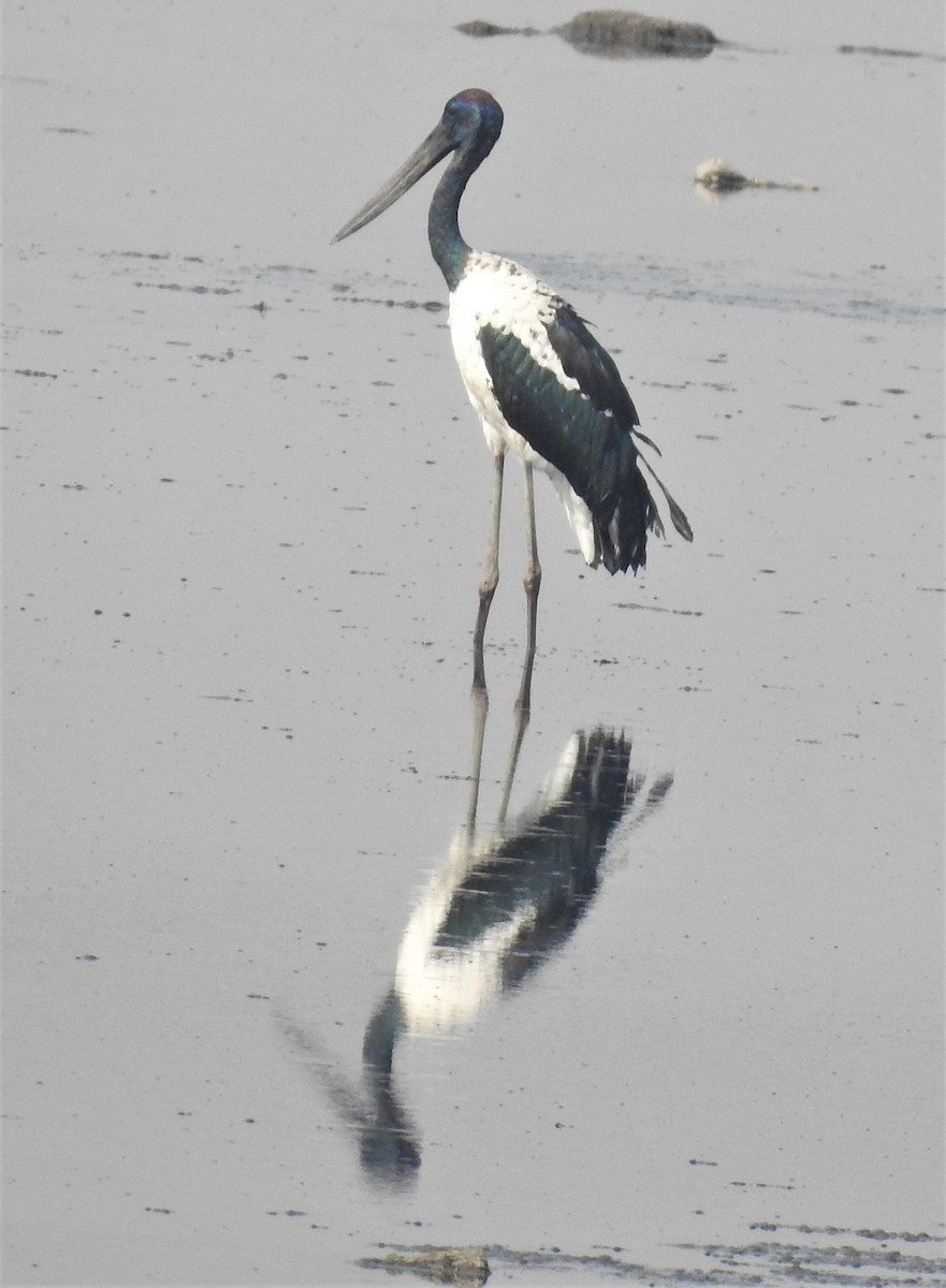 Black-necked Stork - ML163543801