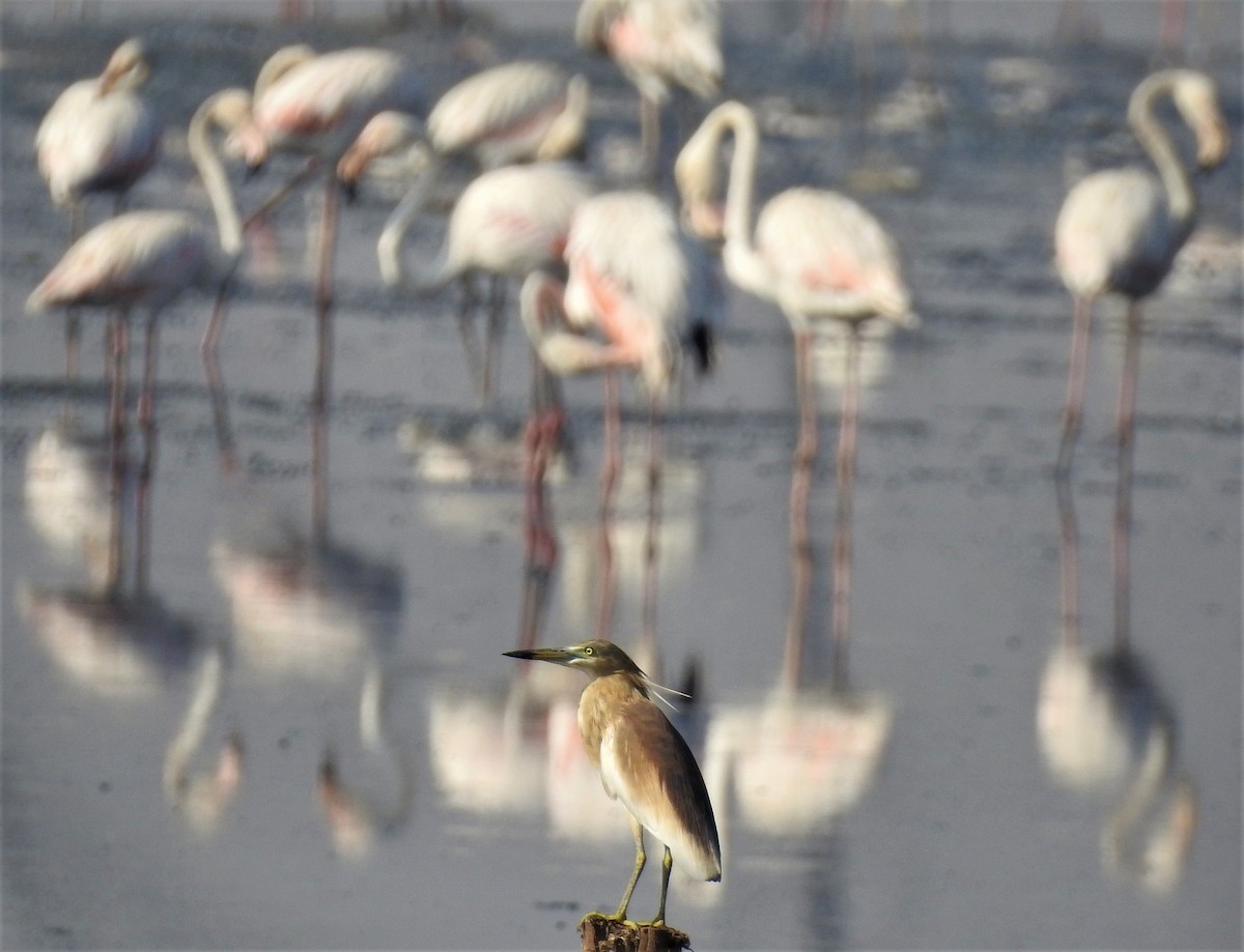 Indian Pond-Heron - ML163543811