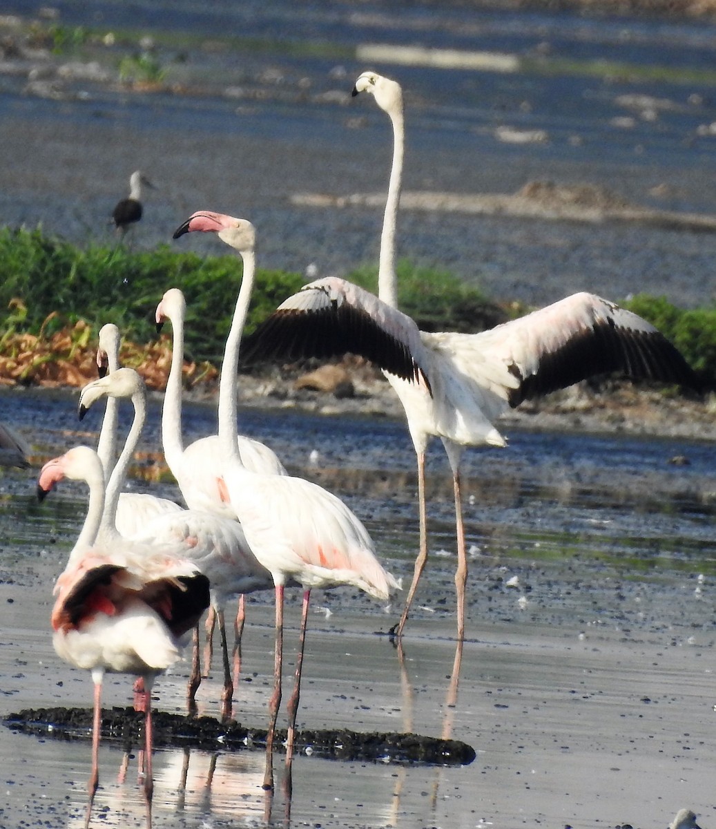 Greater Flamingo - ML163543871