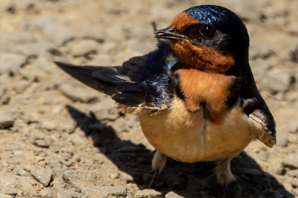 Barn Swallow - Phil Kahler