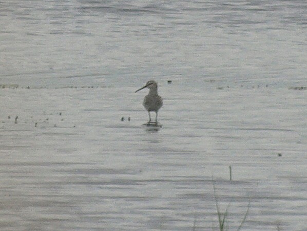 Stilt Sandpiper - ML163547631