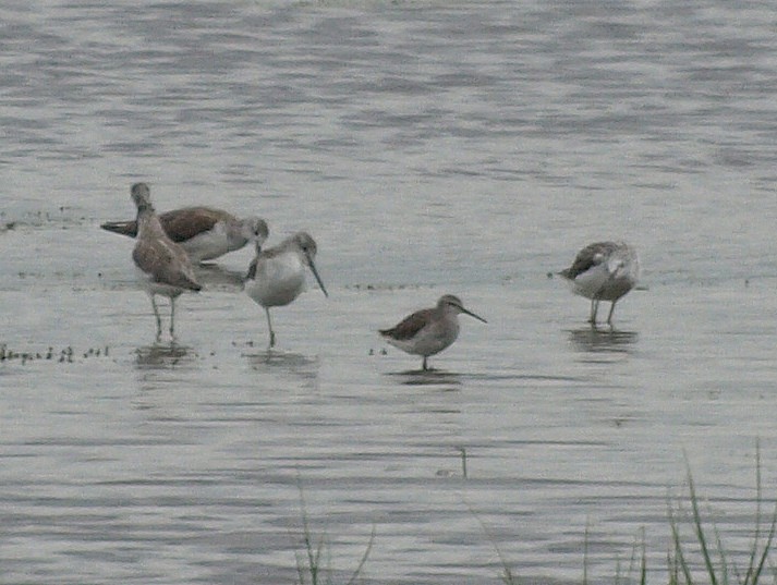 Stilt Sandpiper - ML163547641