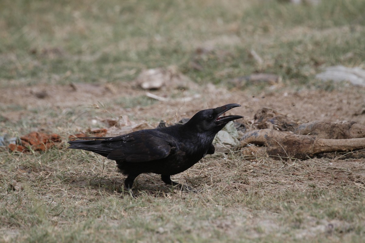 Common Raven - ML163548591