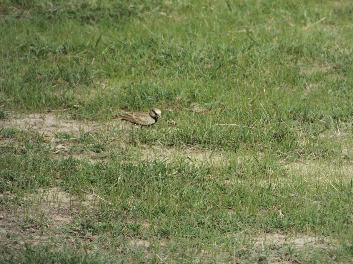 Ashy-crowned Sparrow-Lark - ML163548731