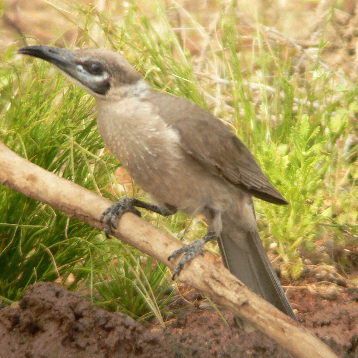 Little Friarbird - Diana Flora Padron Novoa