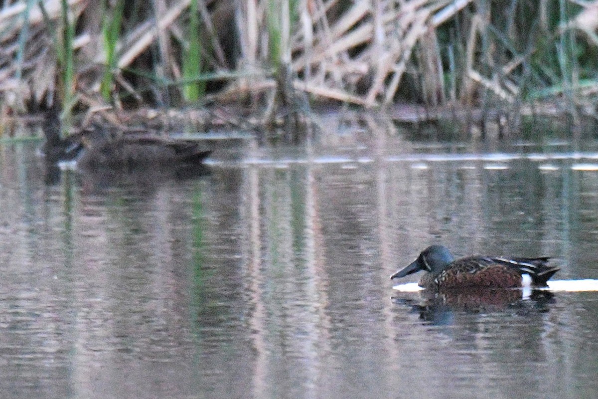 Australasian Shoveler - ML163549891