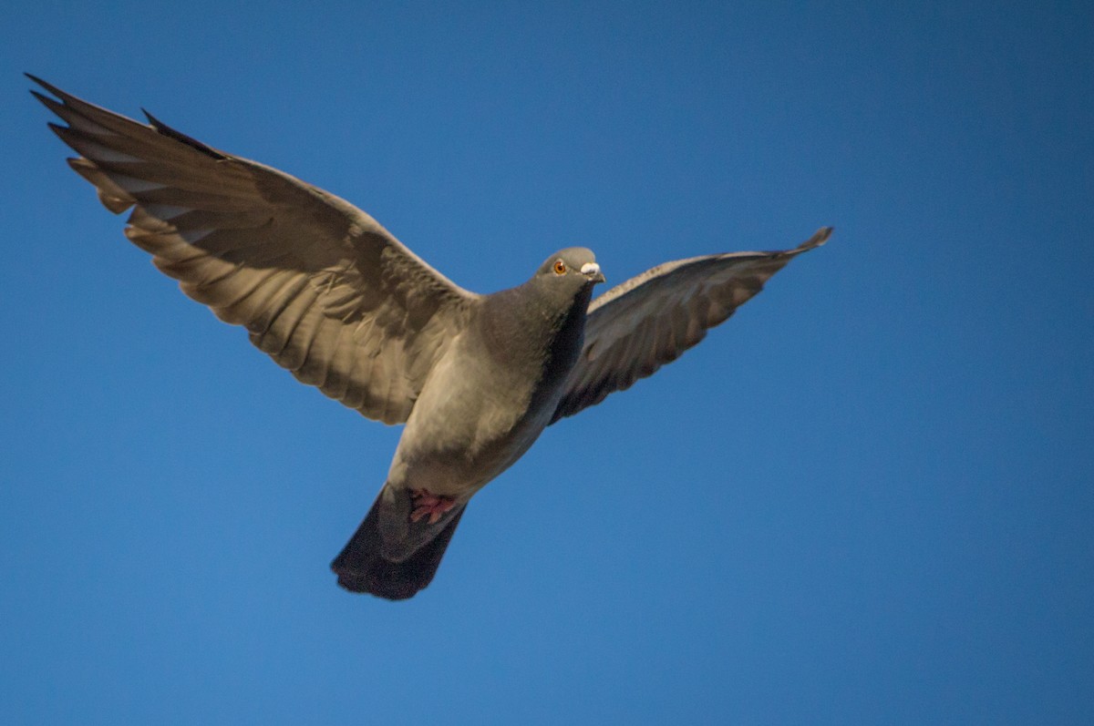 Rock Pigeon (Feral Pigeon) - ML163550701