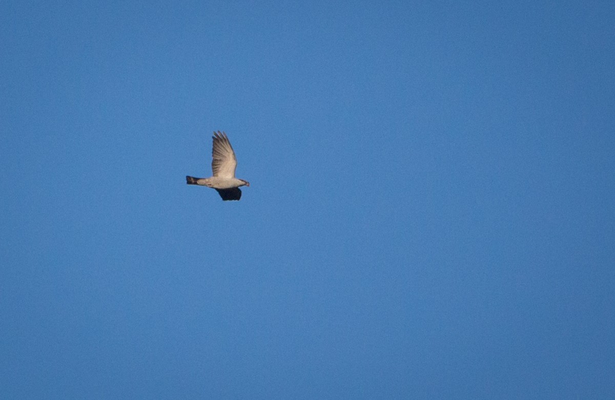 Topknot Pigeon - Kent Warner