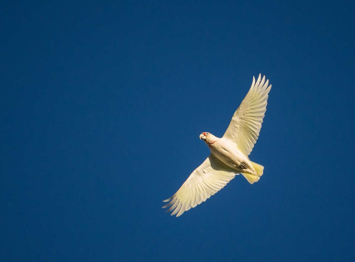 Long-billed Corella - Kent Warner