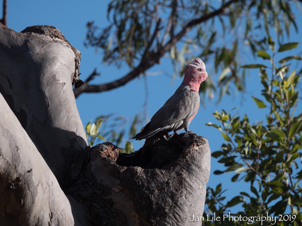 Cacatúa Galah - ML163551451