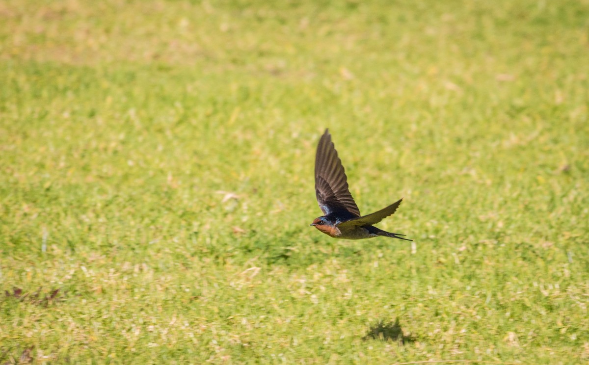 Hirondelle messagère - ML163551521