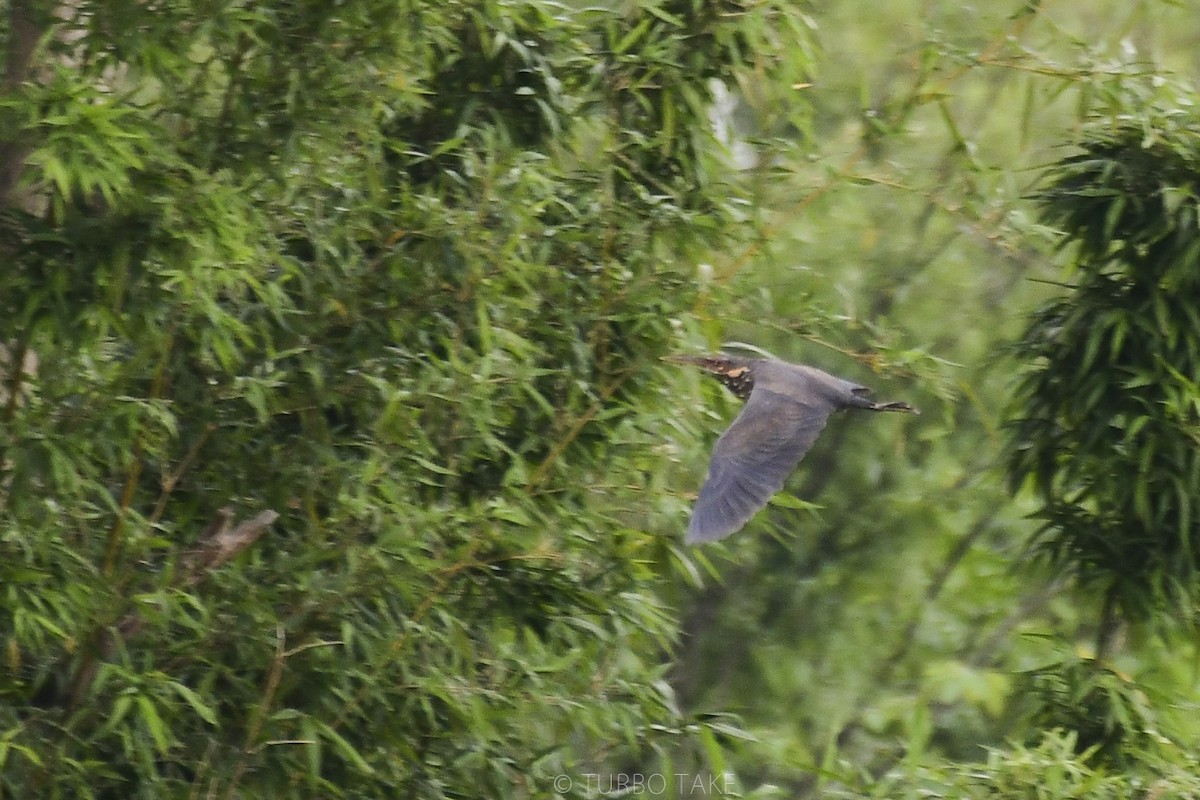 Black Bittern - Turbo tu