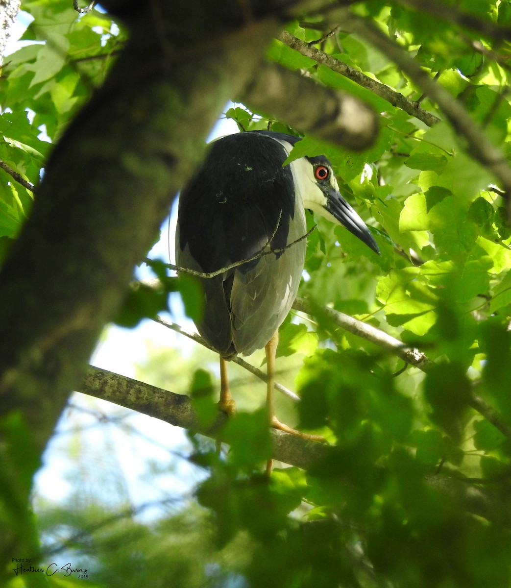 Black-crowned Night Heron - ML163552531