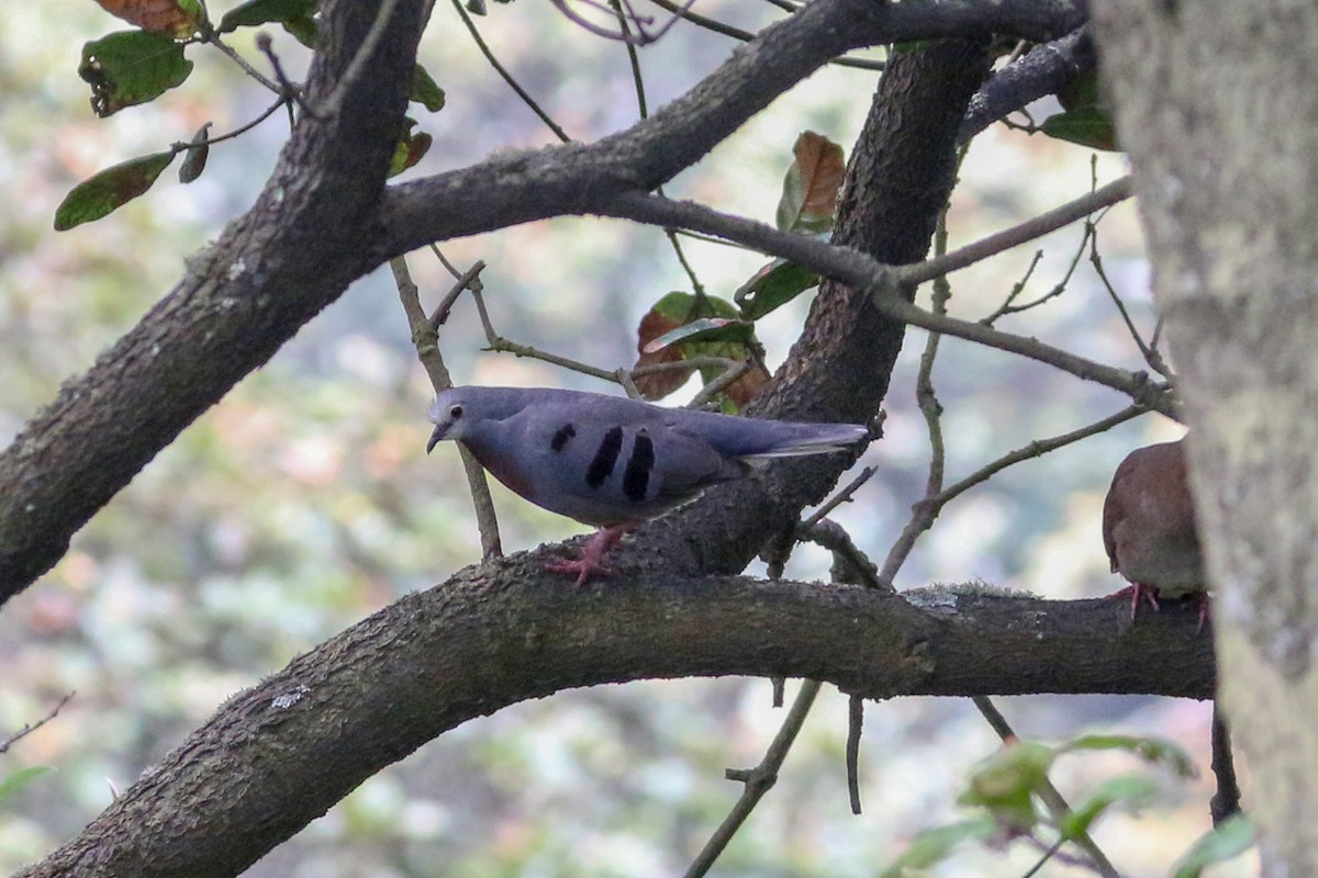 Maroon-chested Ground Dove - David Garrigues