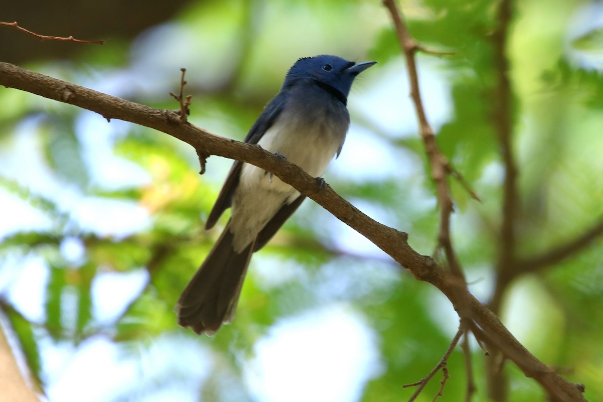 Black-naped Monarch - ML163552891