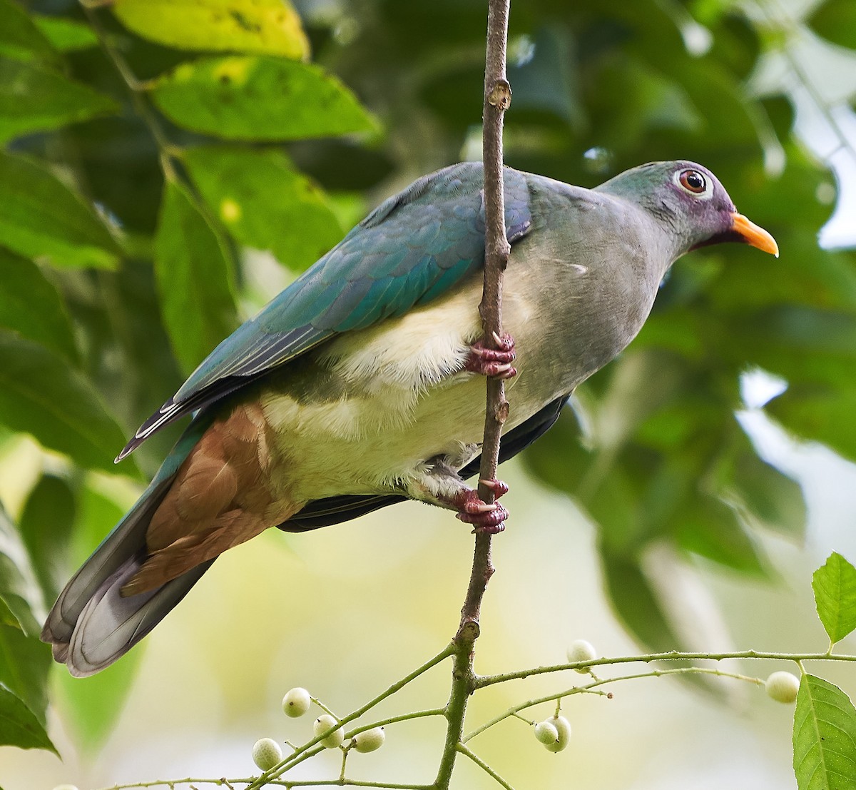 Jambu Fruit-Dove - Steven Cheong