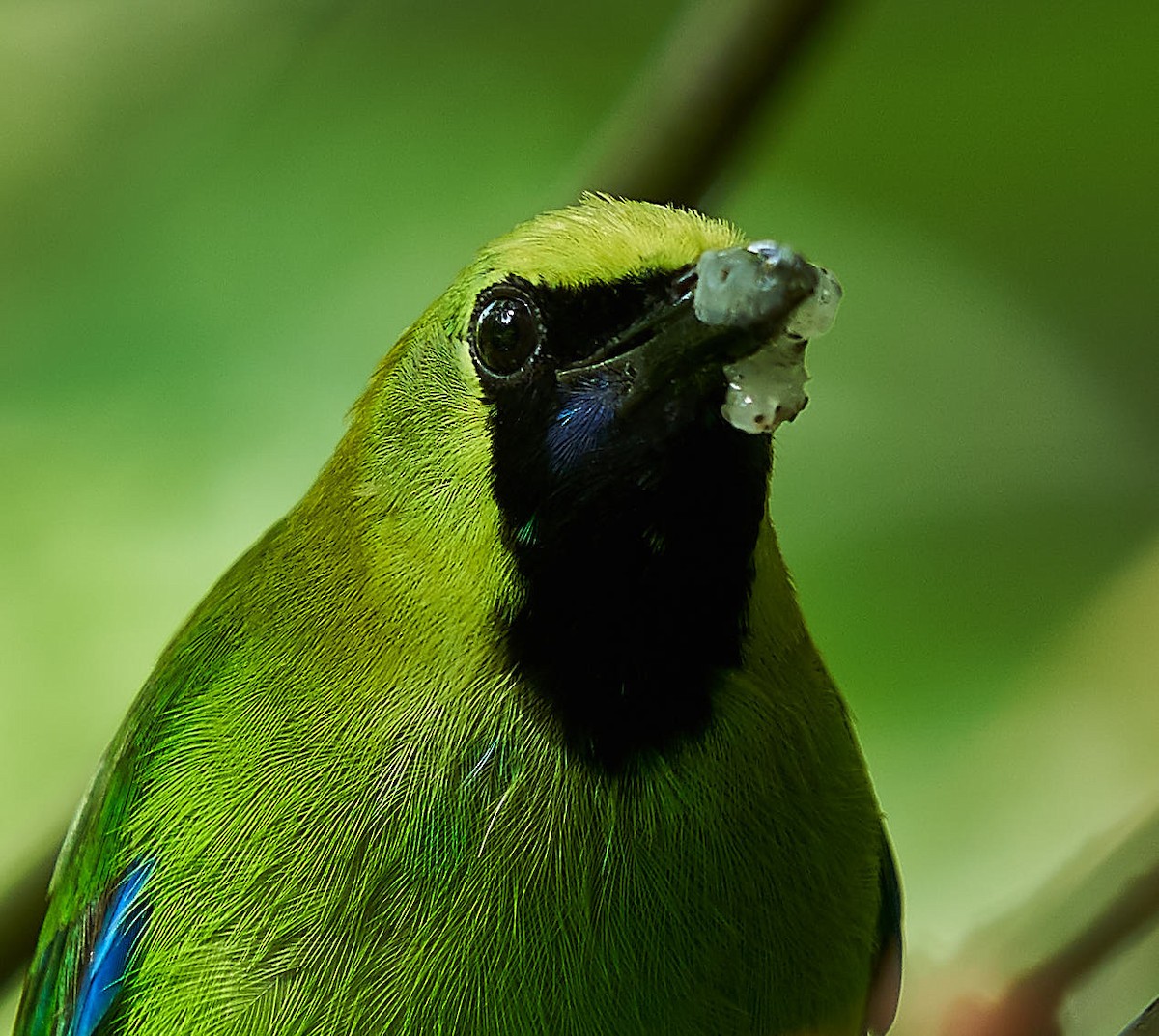 Blue-winged Leafbird - Steven Cheong