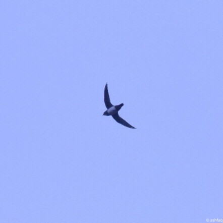 Alpine Swift - ML163554751