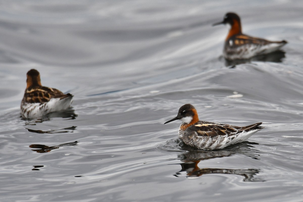 Red-necked Phalarope - André Lanouette