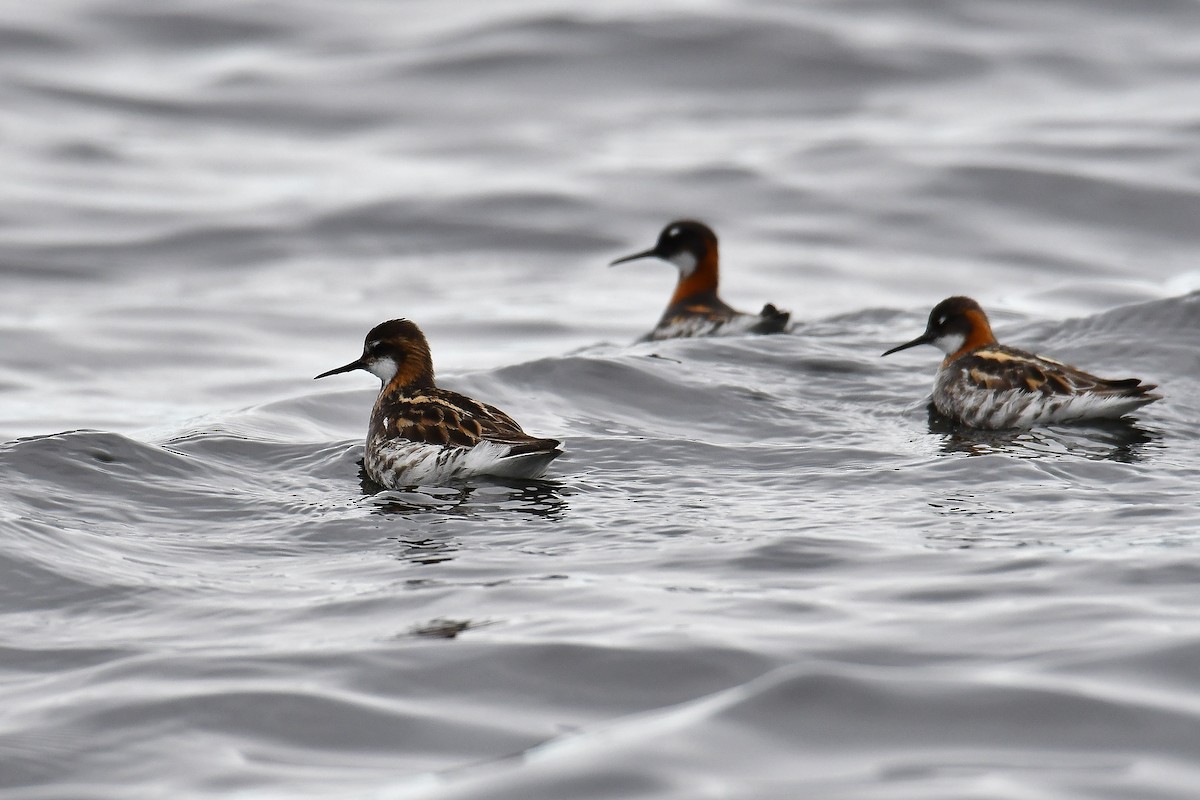 Red-necked Phalarope - André Lanouette