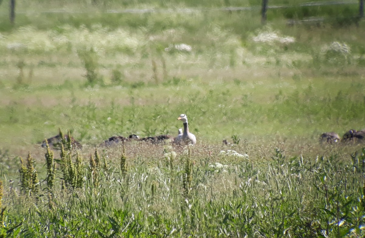 Bar-headed Goose - ML163558111