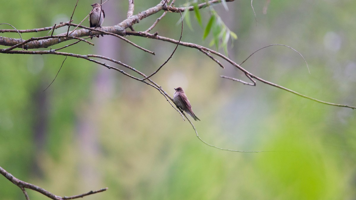 Northern Rough-winged Swallow - ML163558451