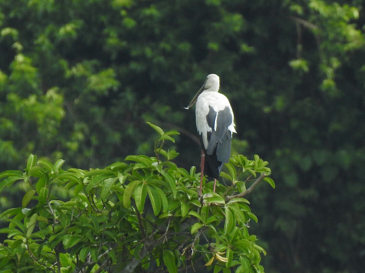 Asian Openbill - Rameez Elm