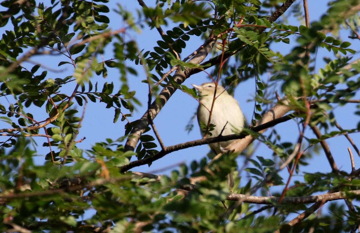 Warbling Vireo - ML163559001