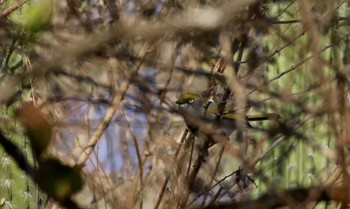 Slaty Vireo - Jay McGowan