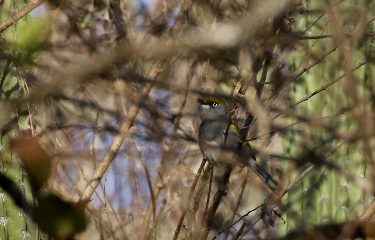 Slaty Vireo - Jay McGowan