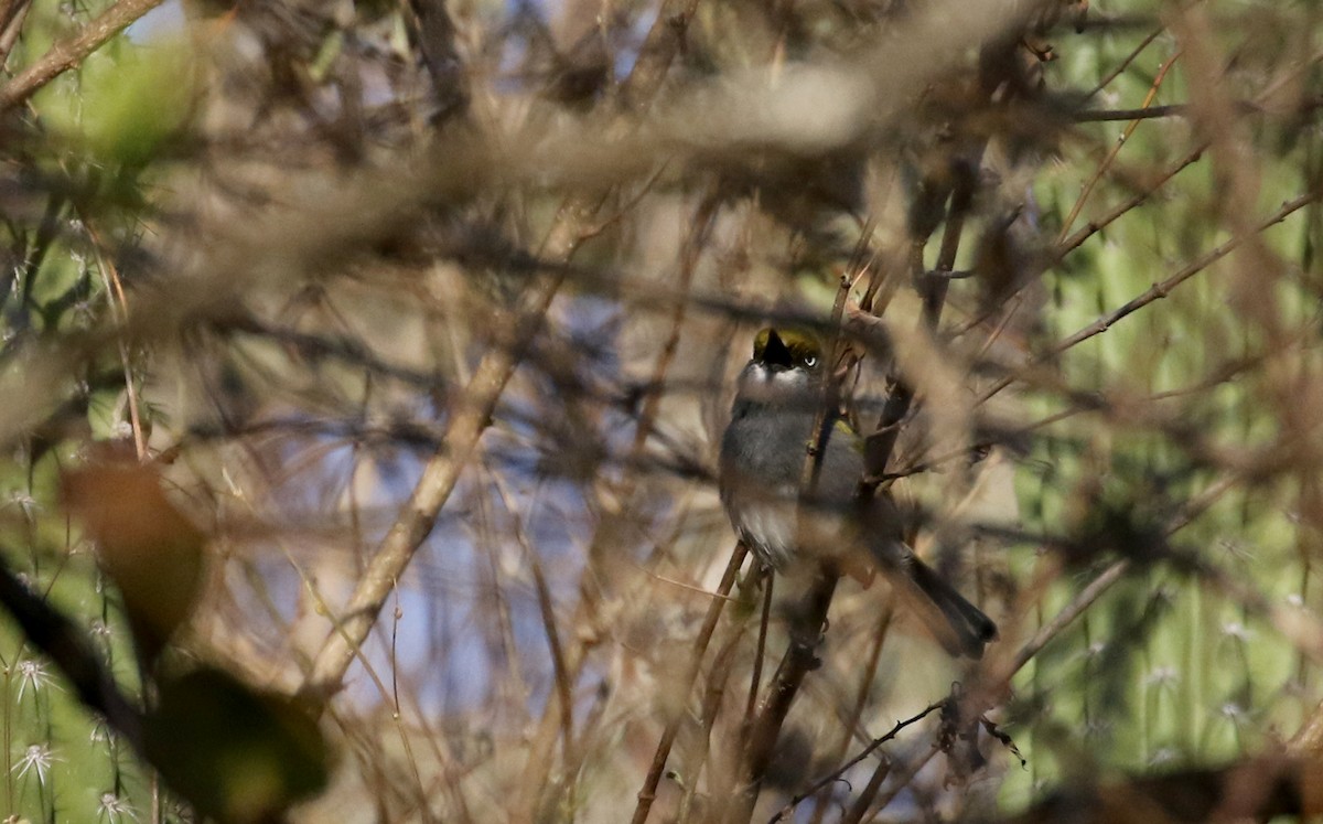 Slaty Vireo - ML163559041